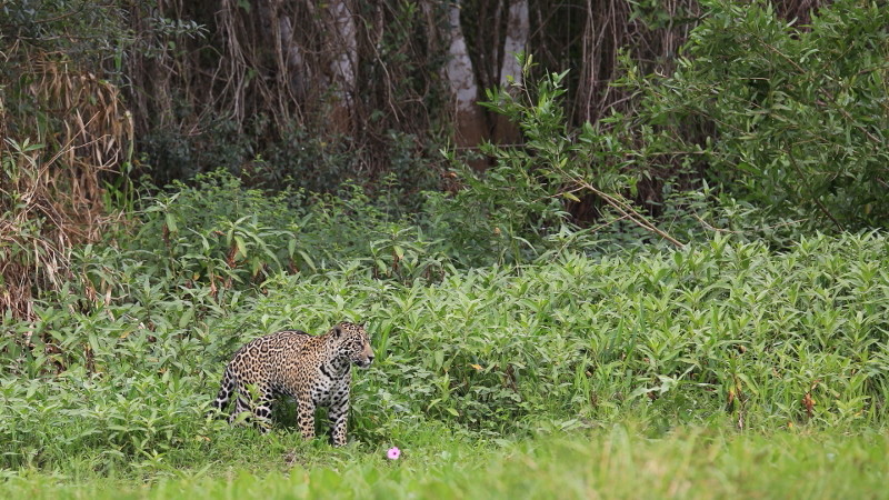 08 Le retour du 1er Jaguar.jpg