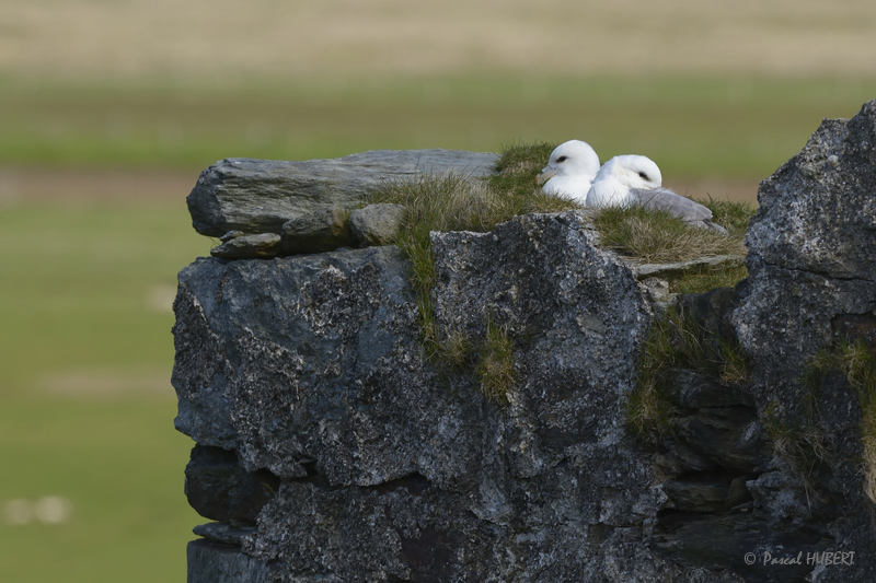 HBT HJATLAND BIRDS 2015-068.JPG