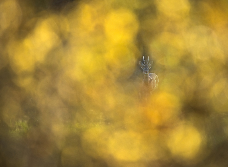 DSC_8320q.jpg