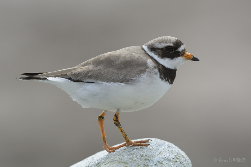 HBT HJATLAND BIRDS 2015-073.JPG