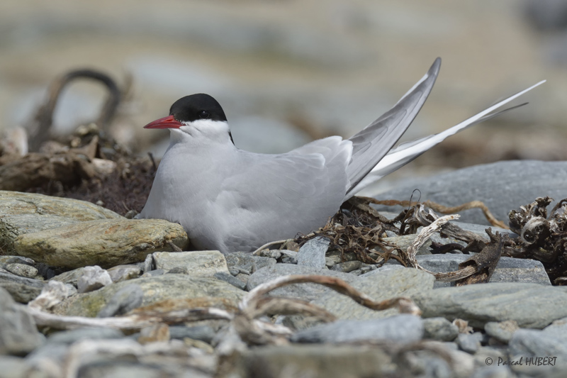 HBT HJATLAND BIRDS 2015-075.JPG