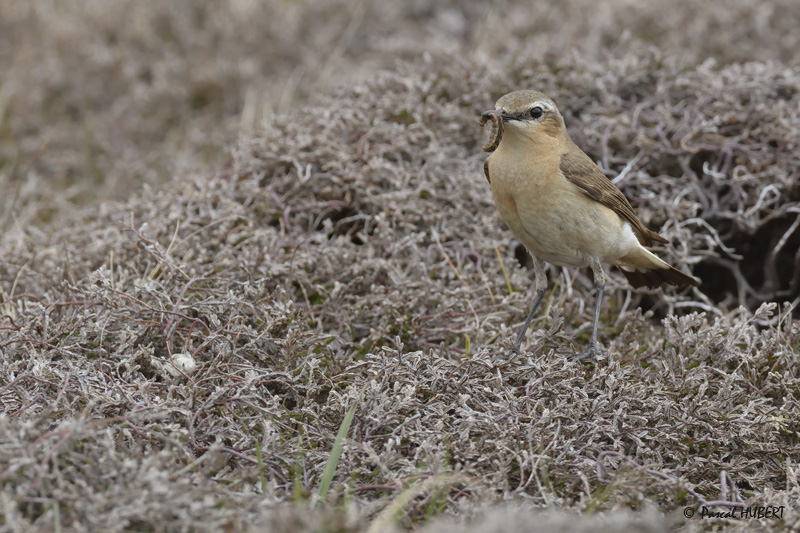 HBT HJATLAND BIRDS 2015-078.JPG