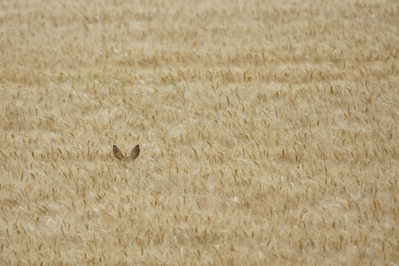 I&N chevreuil3 mars 2016.jpg