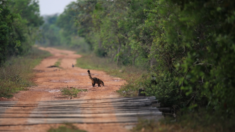 52 Coati.jpg
