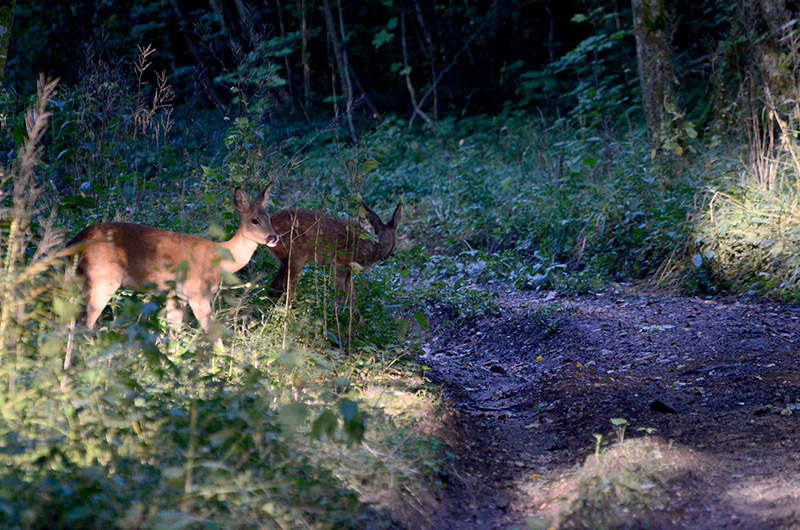 DSC_7230.jpg