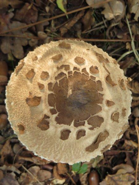 IMG_5186  LÉPIOTE ÉLEVÉE.jpg