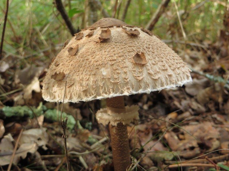 IMG_5188  LÉPIOTE ÉLEVÉE.jpg