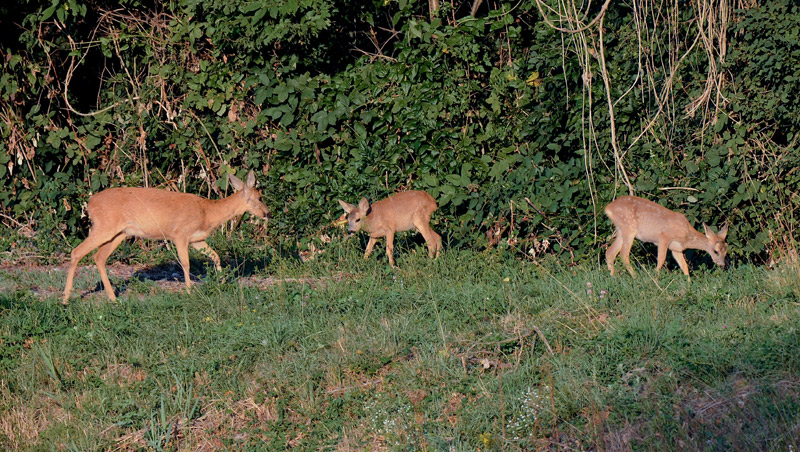 Chevreuils-3-I&N.jpg