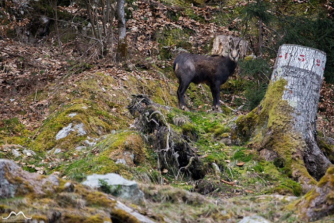 DSC_0239.jpg