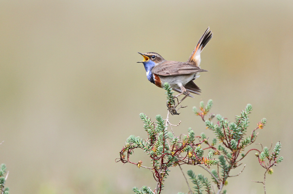 gorgebleue 2 forum.jpg