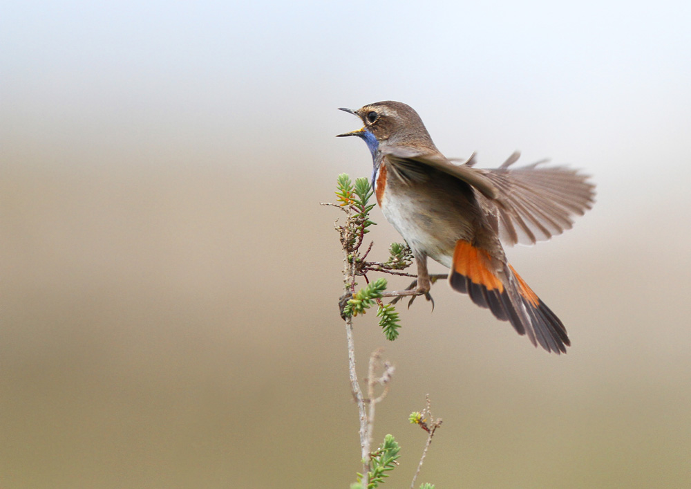 gorgebleue 3 forum.jpg