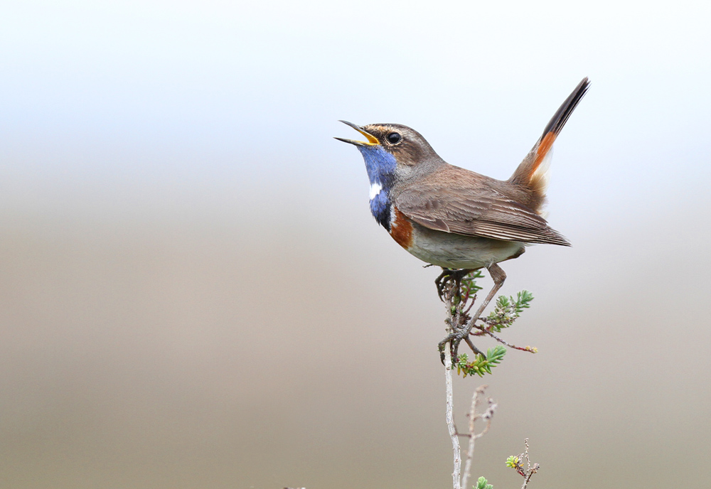 gorgebleue 6 forum jpg.jpg