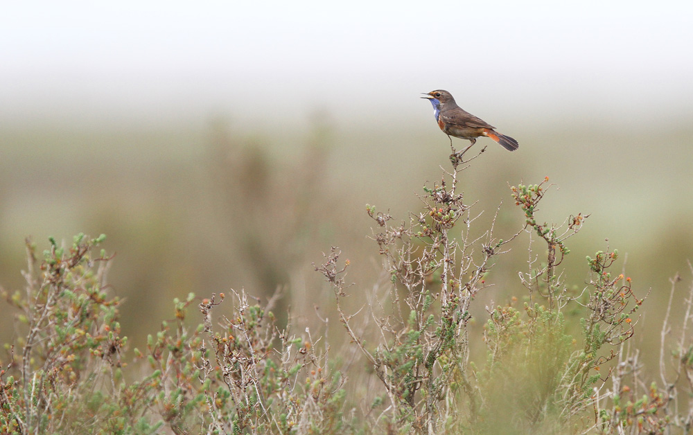 gorgebleue 7 forum.jpg