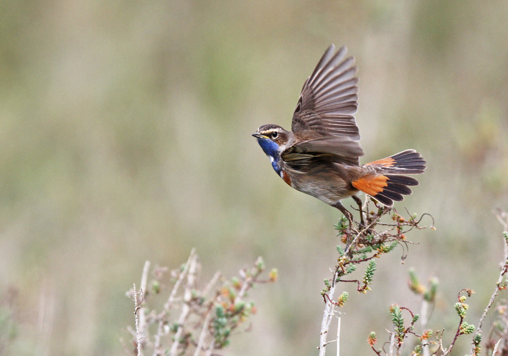 gorgebleue 8 forum.jpg