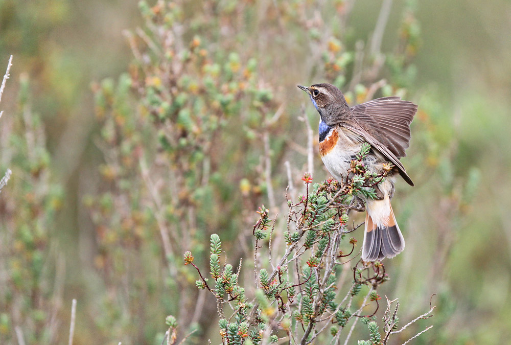 gorgebleue forum.jpg