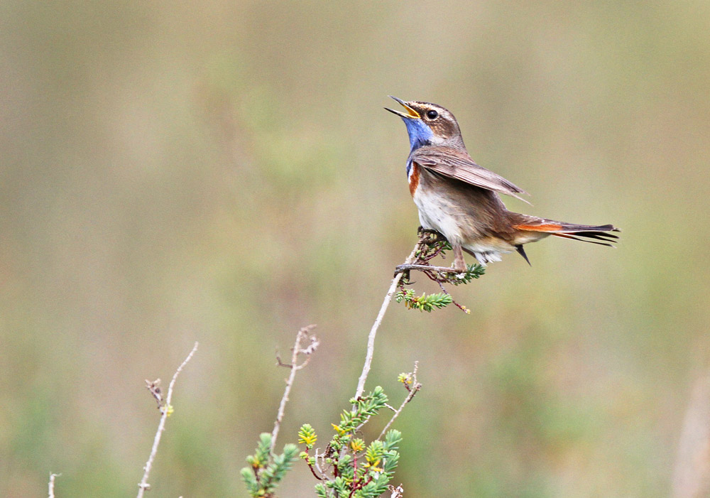 gorgebleue 10 forum jpg.jpg