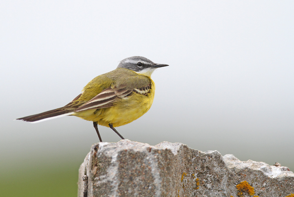 berger 1_modifié-1.jpg