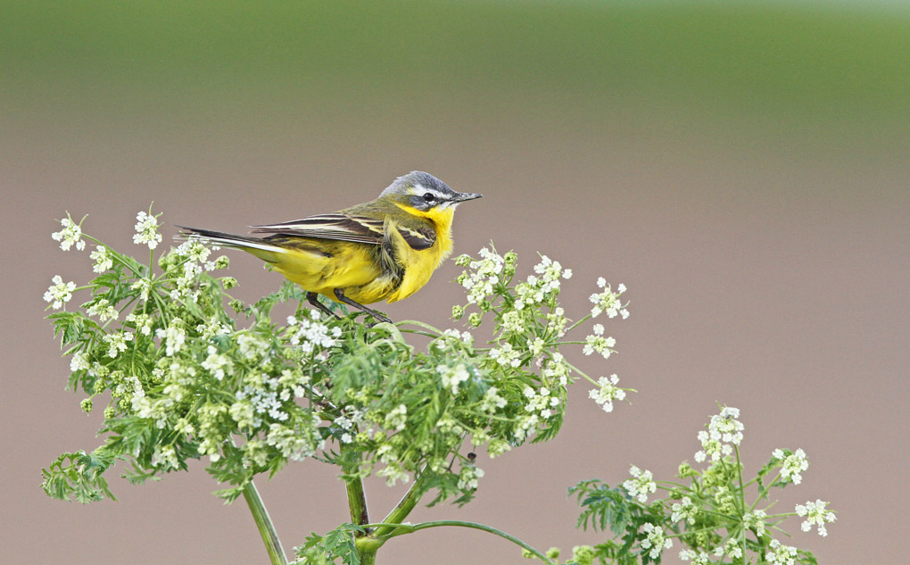 berge prin 2_modifié-1.jpg