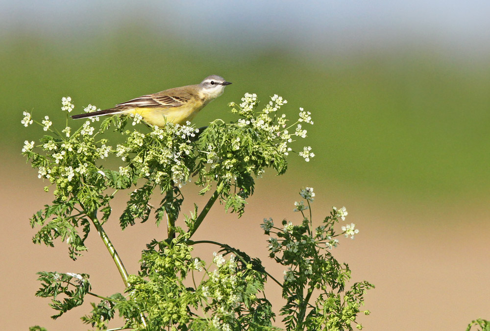 berge prin 4_modifié-1.jpg