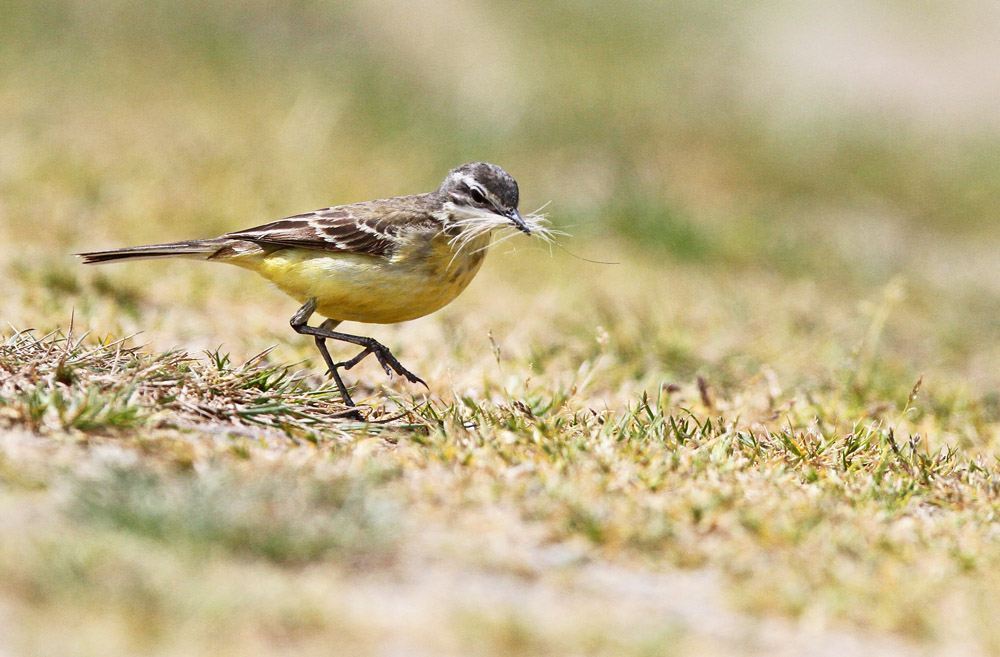 berge fils2_modifié-1.jpg