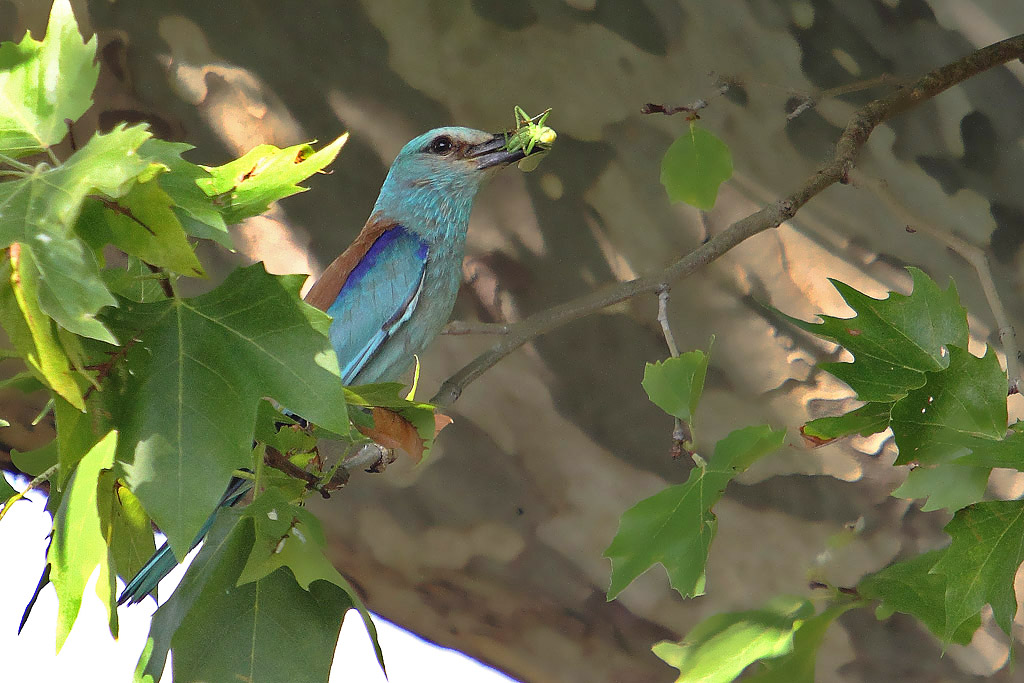 Rollier d''Europe 9 christian.jpg