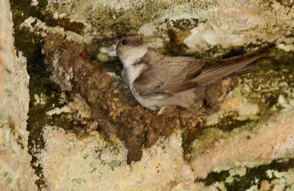 hirondelle de rocher 3_modifié-1.jpg