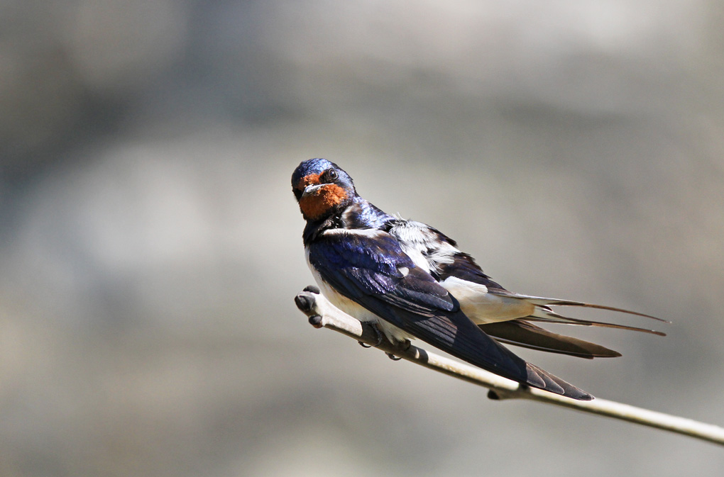 hirondelle rustique 2 beynac_modifié-1.jpg