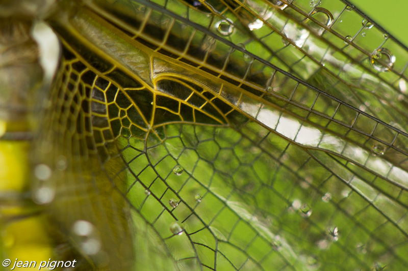 aile de libéllule.jpg