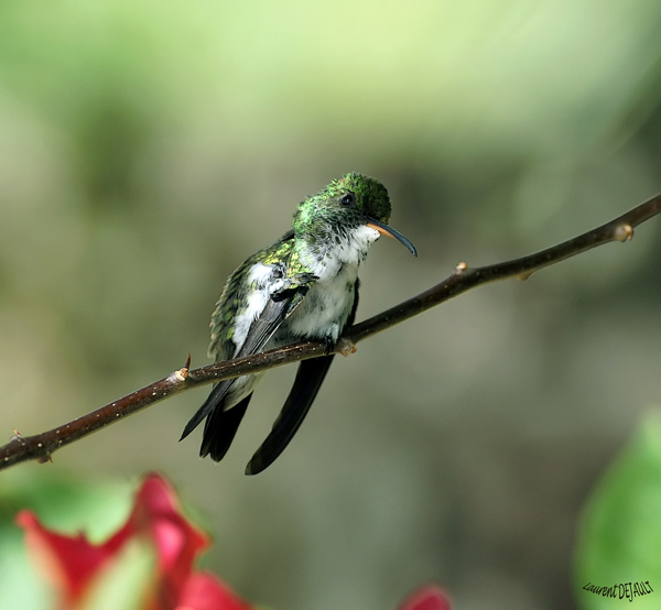 Thalurania furcata femelle.jpg