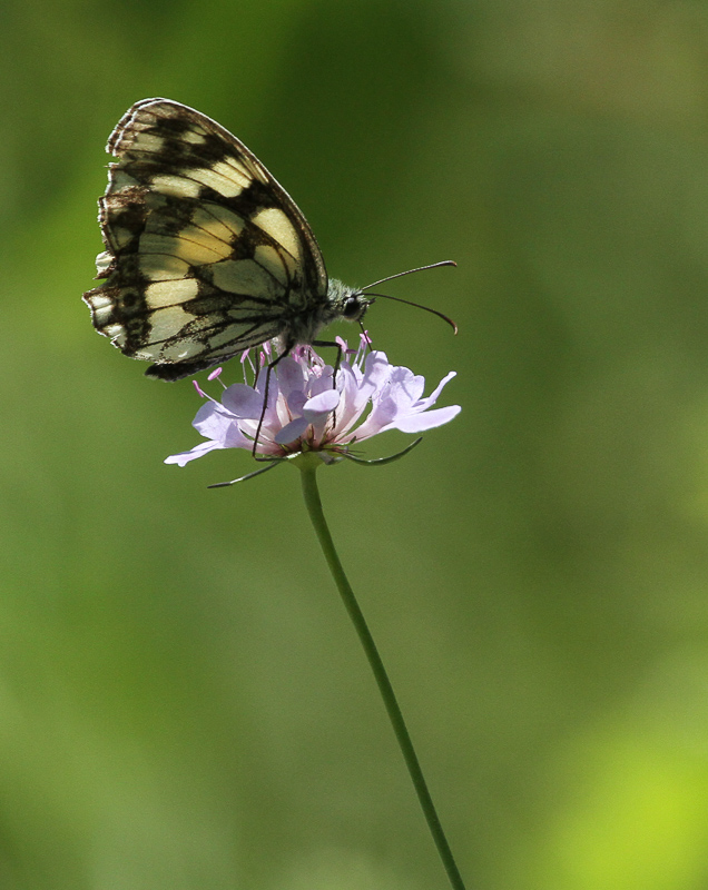 Papillon Demi-Deuil.jpg