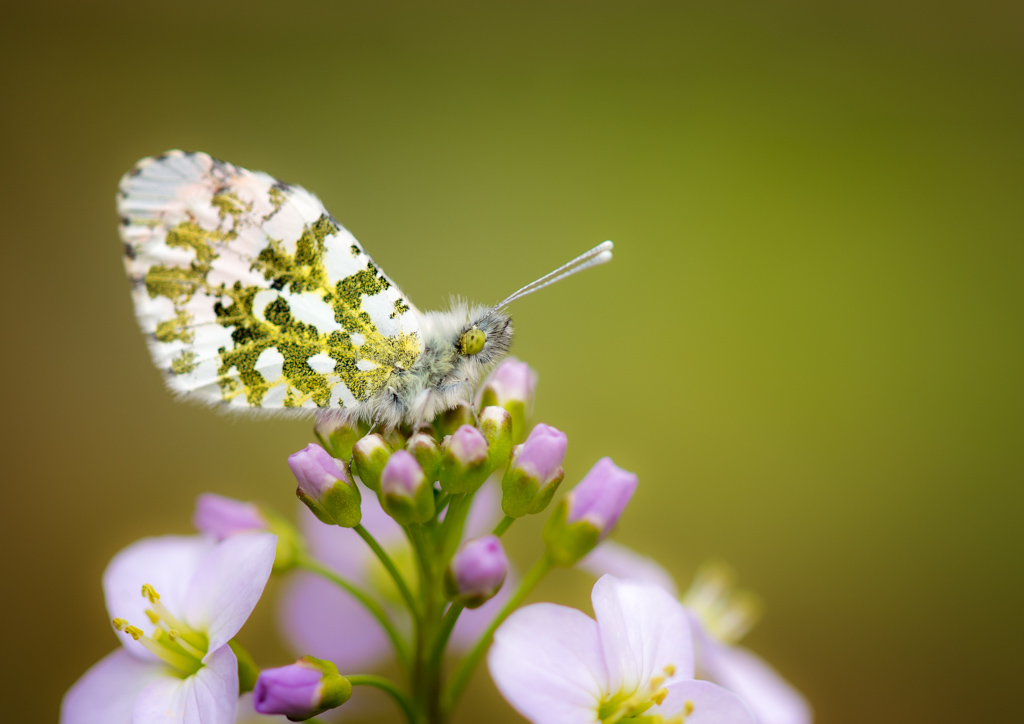 Aurore sur cardamine.jpg