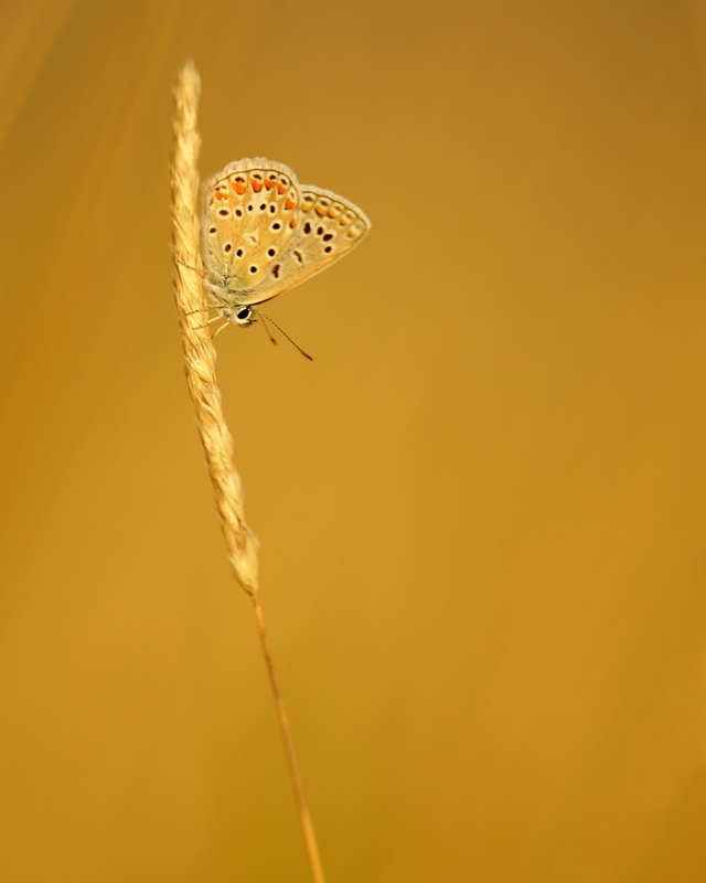 azuré juil 2013-5.jpg