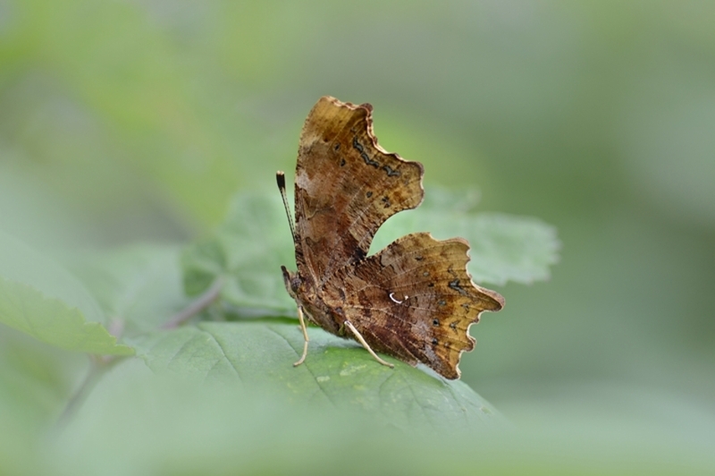 Le Robert le Diable_DSC6079.jpg