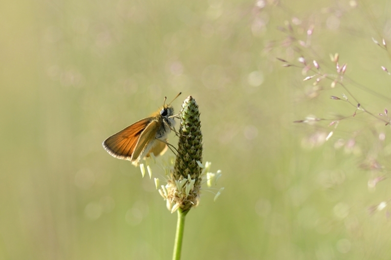 Le Sylvain_DSC6157 01.jpg