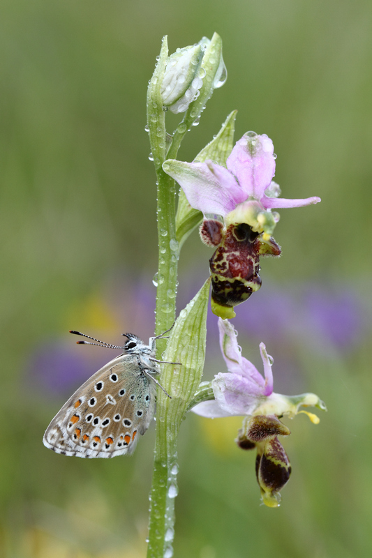 Azuré bleu céleste sur ophrys bécasse .jpg