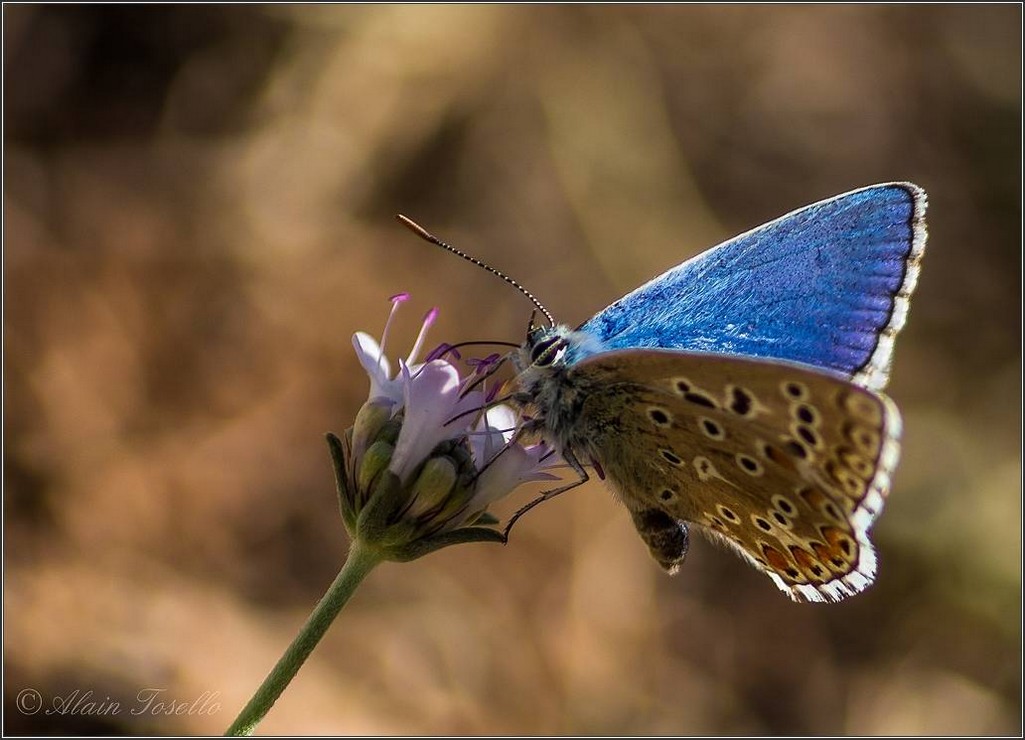 Bleu bleu........jpg