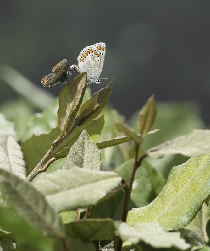 Papillon_201497.jpg