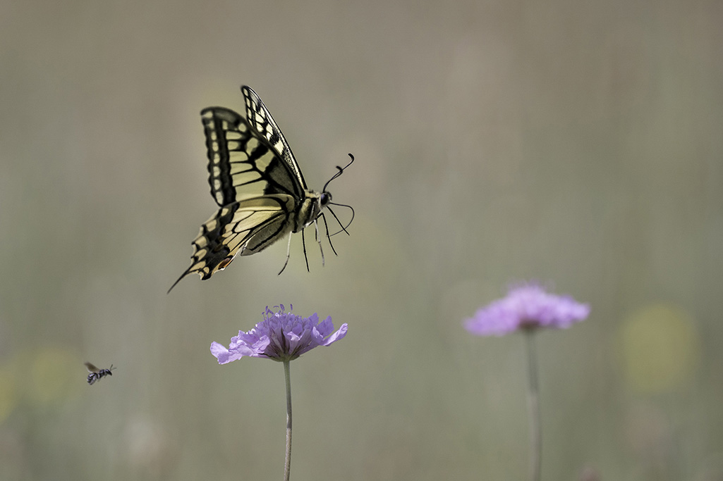 _DSC0912machaon abeille site.jpg