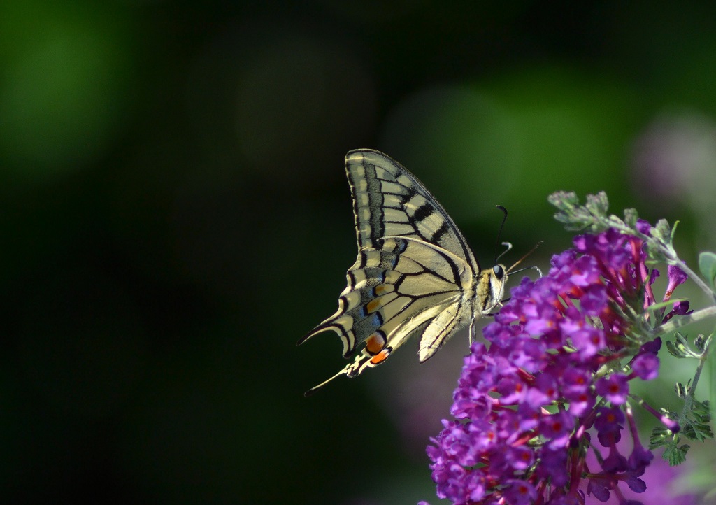 DSC_0203.JPG