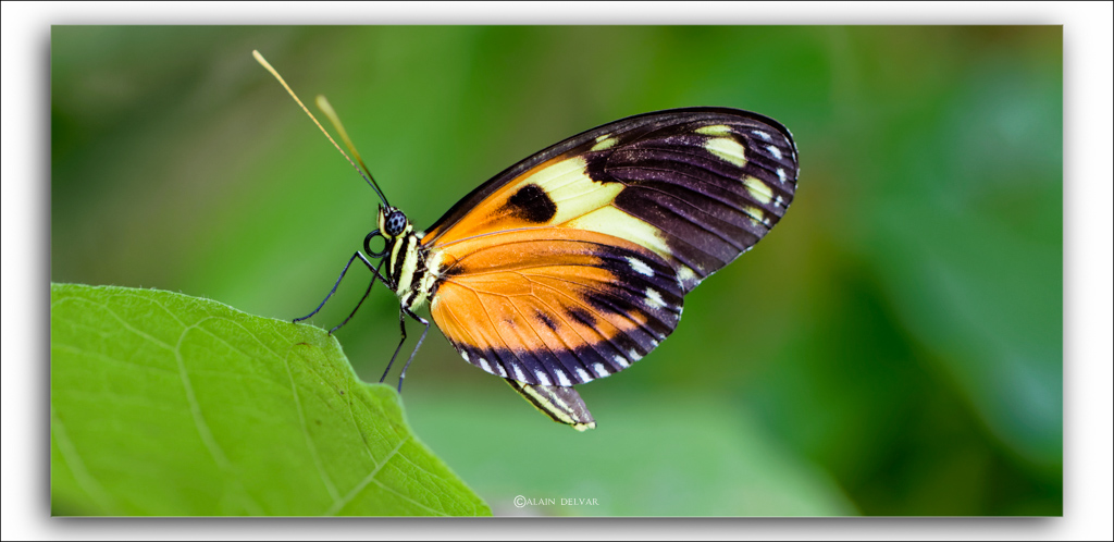 heliconius ismenius clarescens.jpg