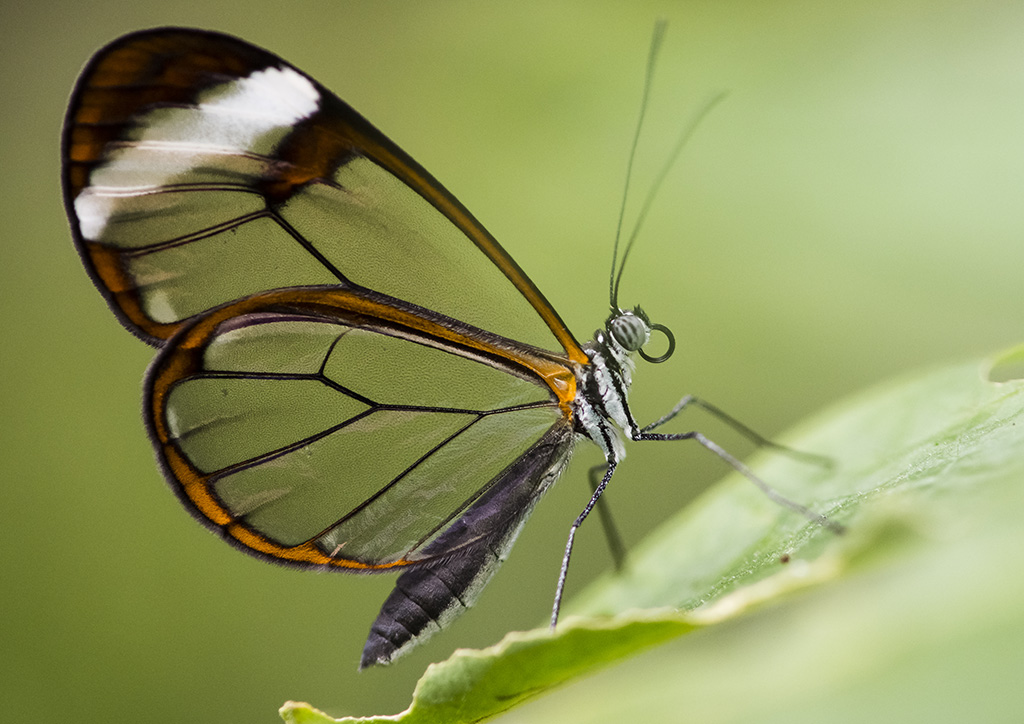 Greta oto 1024.jpg