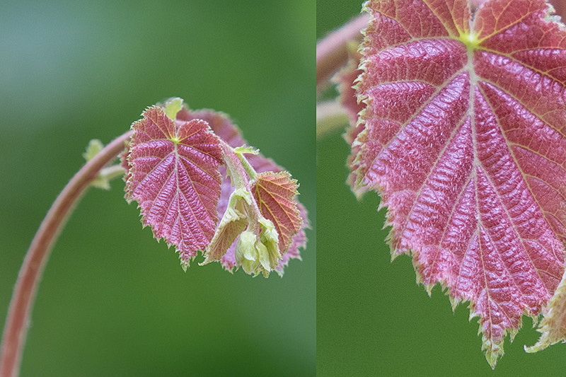 3 VR ON 420mm f 5.6 au 100ème 1250 iso.jpg