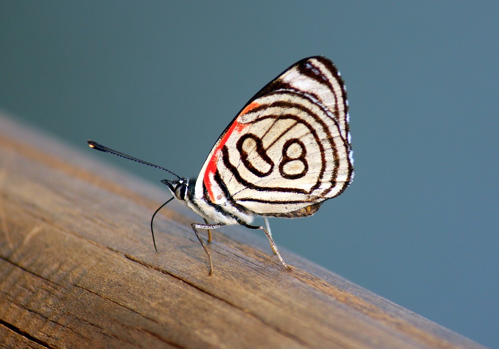 papillons 2.jpg
