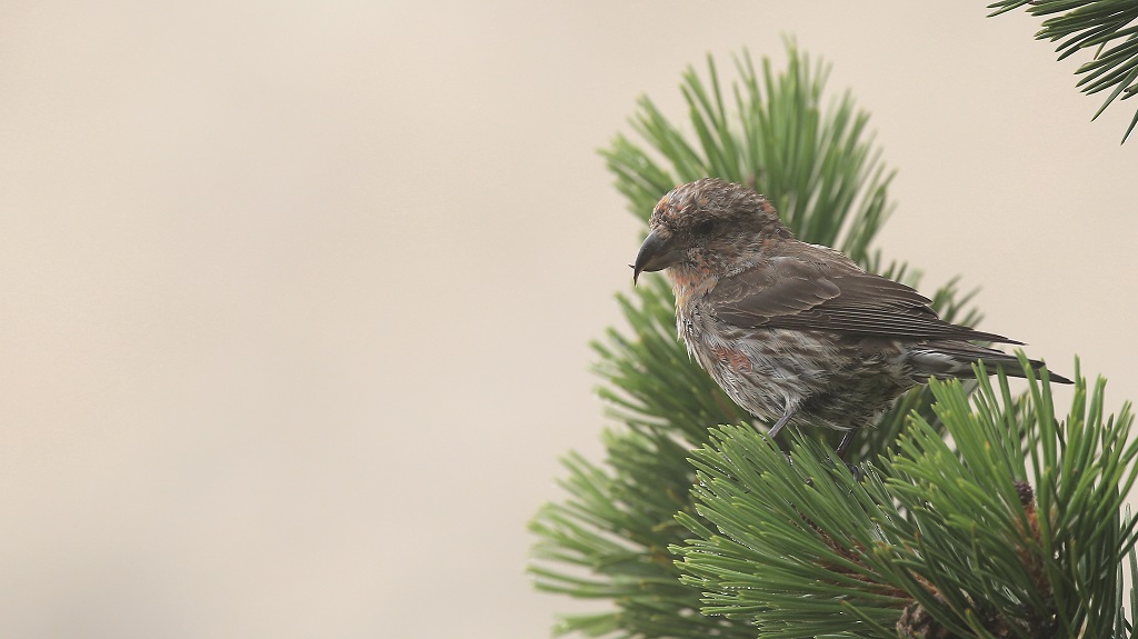 59 Bec-croisé des sapins.jpg