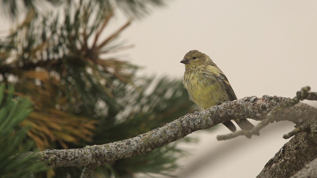 63 Venturon montagnard.jpg