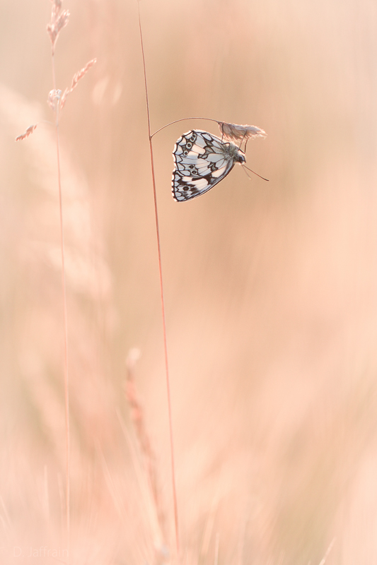 papillons-1.jpg