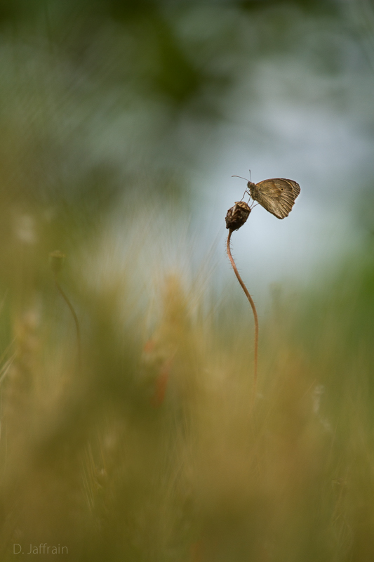 papillons-2.jpg