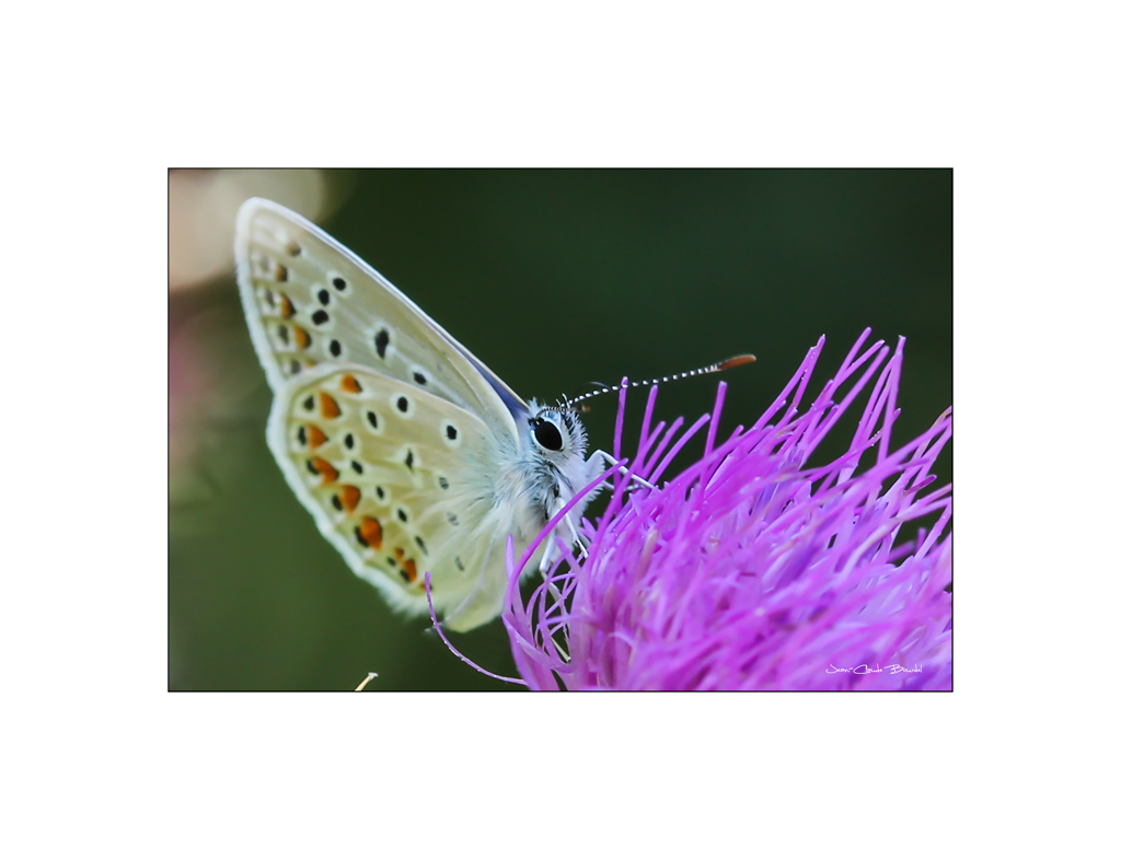 Papillon_mauve.jpg