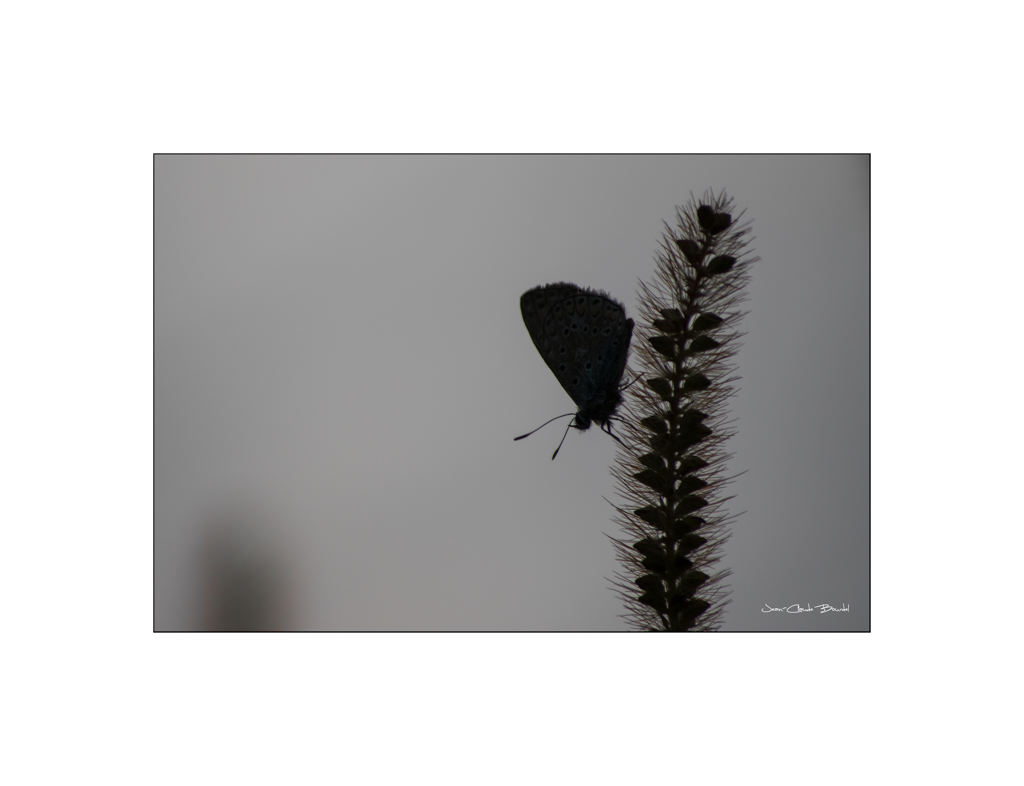 Papillon-Contre-jour.jpg