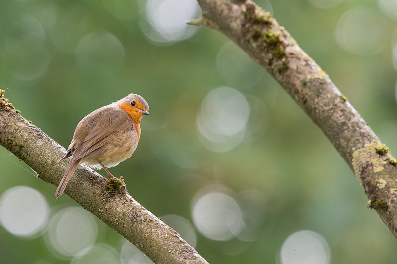 1 Bokeh 330mm f 6.3 au 160ème 800 iso.jpg